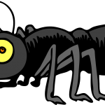 insect